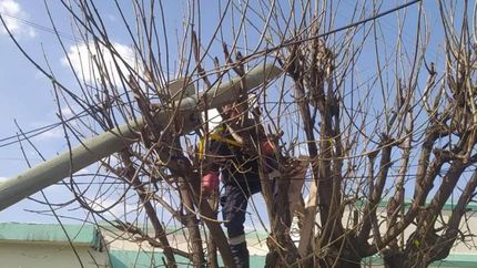 El poste fue chocado por un auto y cayó sobre un árbol.