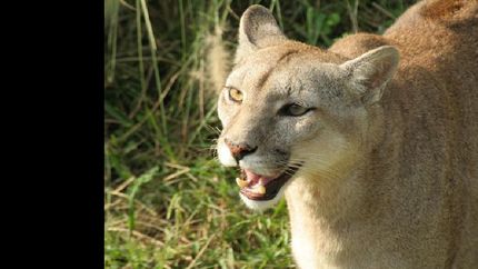 Los vecinos llamaron al 911.