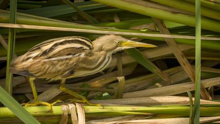 El Mirasol Estriado, de los más buscados. El Mirasol Estriado, de los más buscados.