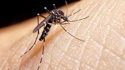 Confirman la primera muerte por coinfección de dengue en la Argentina.