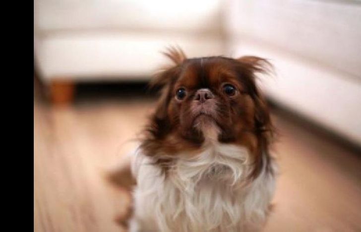 Fue robada por unas vecinas que quedaron imputadas por el hecho.