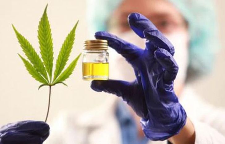 El Estado garantizará ahora el autocultivo.