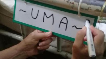 Para que cada chico sea identificado en la sala de internación del Gandulfo.