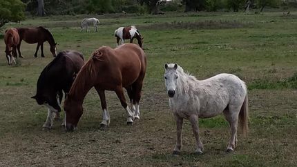 Los caballos son cuidados y viven en libertad.