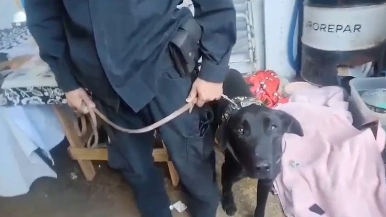 La Polic&iacute;a cont&oacute; con la colaboraci&oacute;n de un perro especializado en detecci&oacute;n de drogas.