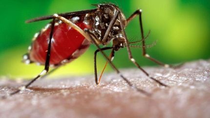 un preocupante indice de casos de dengue en paraguay