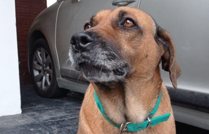 Turdera, la perra asesinada por el pitbull.