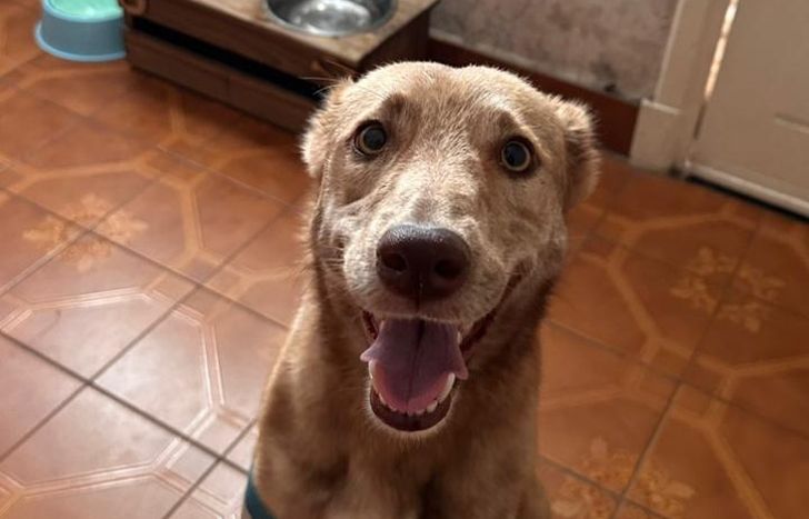 A tres semanas del accidente, Miel luce feliz. Cuando esté totalmente recuperada le buscarán una familia.