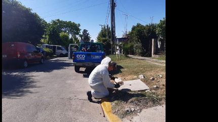 se realizan fumigaciones preventivas que ayudan a evitar problemas más graves.