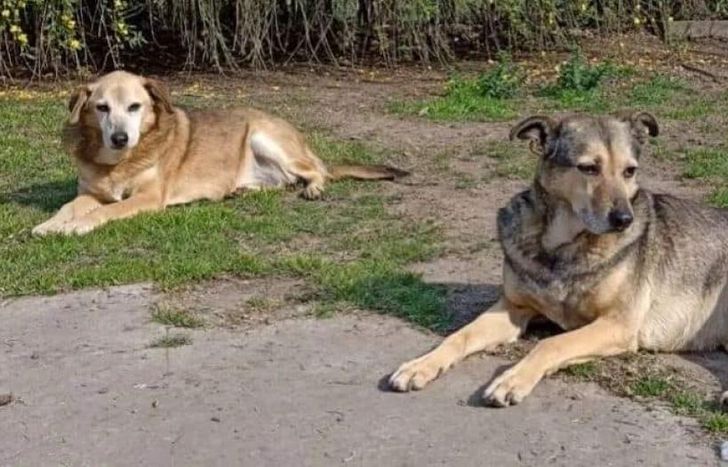 Una jornada para brindar mucho amor a los perritos del refugio.