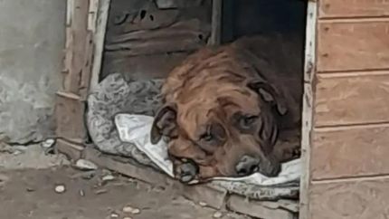 Diario La Unión | Rocky, el perro víctima de maltrato.