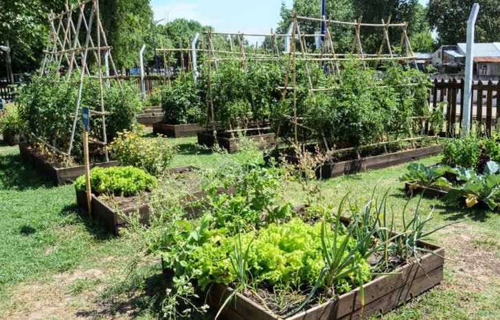 La huerta del Parque de Lomas sigue creciendo.