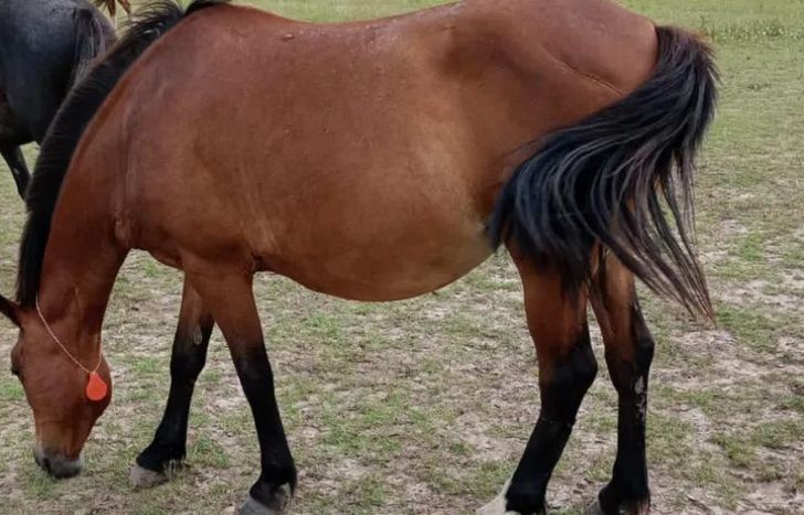 Todo lo recaudado es destinado al bienestar de los caballos rescatados.