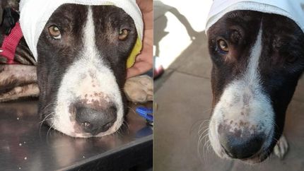 Capitán tiene que seguir su recuperación en un hogar responsable.