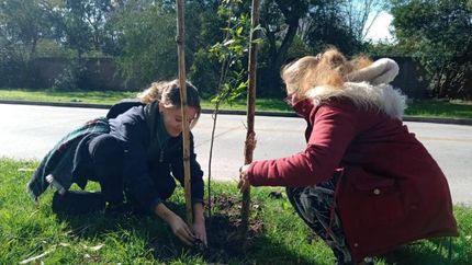 Plantaron 50 árboles nativos en el Parque de Llavallol.