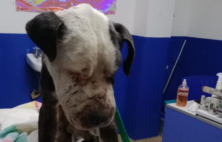 El perro se encuentra en buen estado de salud gracias al accionar de Erika. Ahora Pitt está en la búsqueda de una familia.