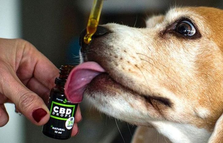 Una charla para entender la importancia del cannabis en la medicina veterinaria.