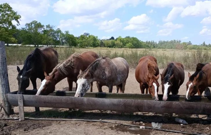 La rifa es a beneficio de los caballos rescatados.