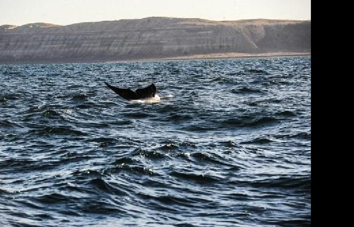 ballenas