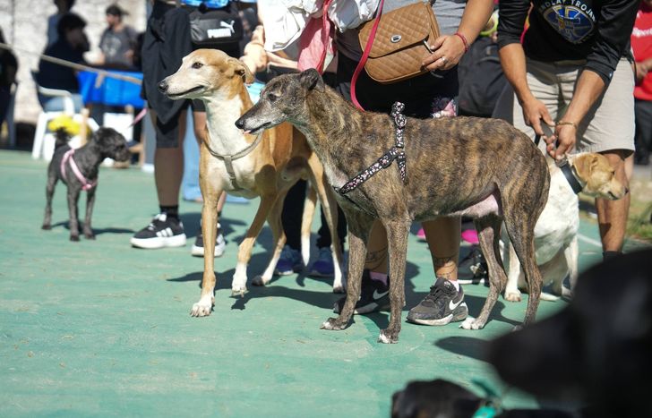 Harán un encuentro por los animales en Lomas: feria, vacunación y charlas.
