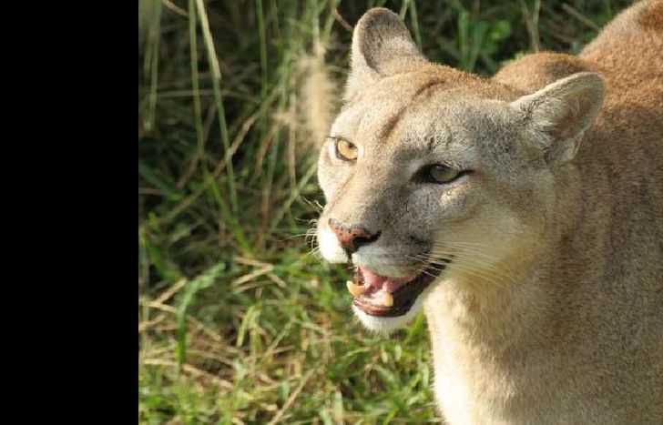 Los vecinos llamaron al 911.