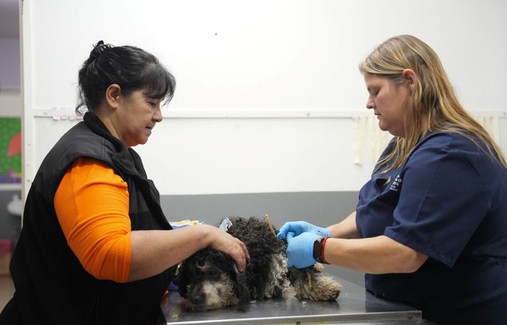 En Lomas también aumentaron las desparasitaciones, la atención clínica y la vacunación.