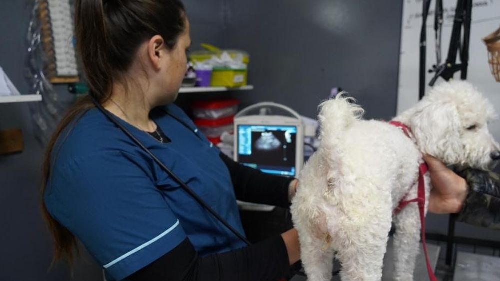 Un lugar fundamental para el cuidado y la protección de las mascotas.