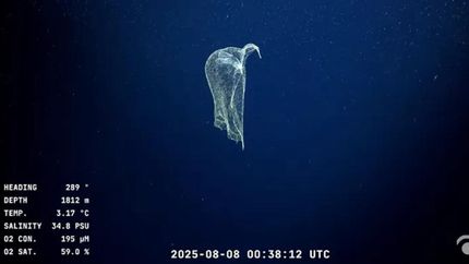 El streaming del CONICET llegó a The New York Times con fuerte críticas a Javier Milei.