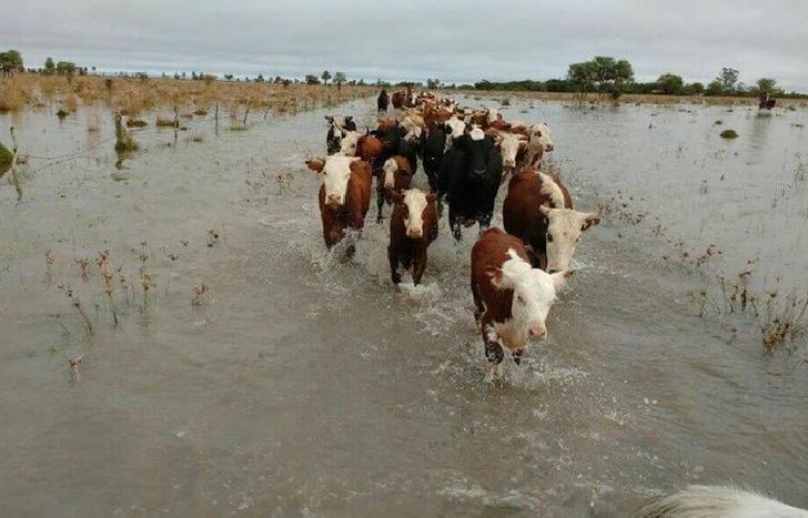 La inundación afectó a 7 mil productores y alrededor de 1.100.000 cabezas de ganado.