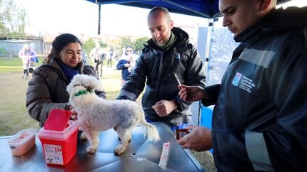 El quirófano móvil llega a Temperley para atender a las mascotas.