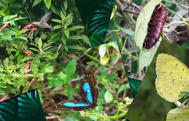 Para conocer sobre plantas y ecosistemas.