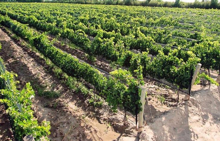 Desde el siglo XVI, Temperley fue una zona fructífera para la plantación de vides.