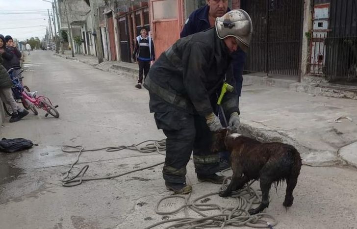 Los bomberos sacaron al perro del agua con un lazo.