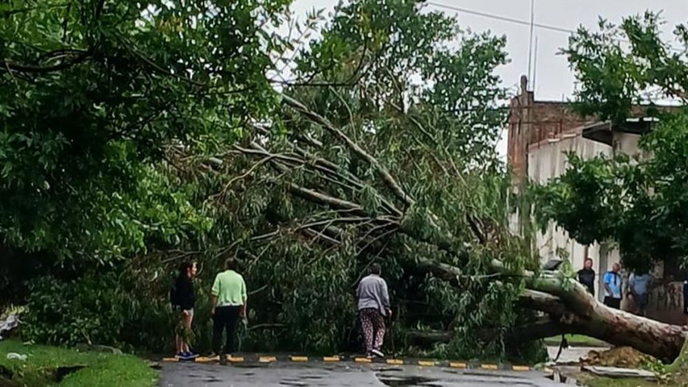 Árbol caído en Benito Pérez Galdós y Barcelona. Los vecinos siguen sin luz.