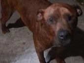 Así está hoy Rocky, el perro maltratado. Fue curado y adoptado.