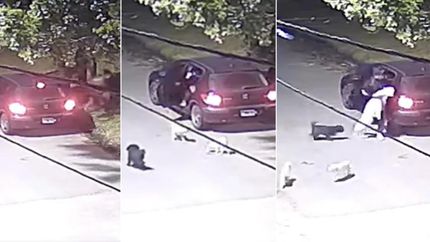 El indignante acto de crueldad contra los cachorros quedó filmado.