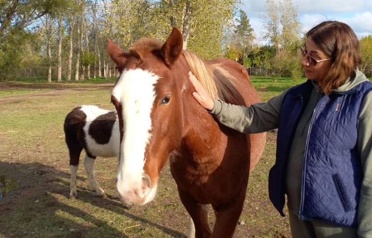 Todo lo recaudado es a beneficio de los caballos.