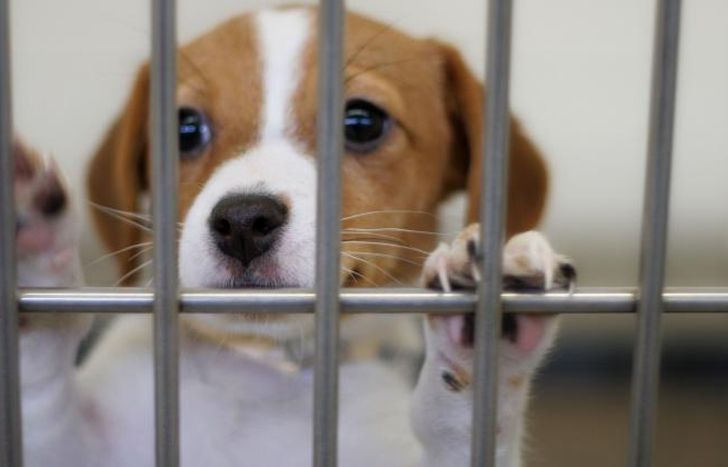 Actividad gratuita para concientizar y promover y defender los derechos de los animales.