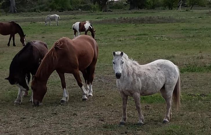 Los caballos son cuidados y viven en libertad.