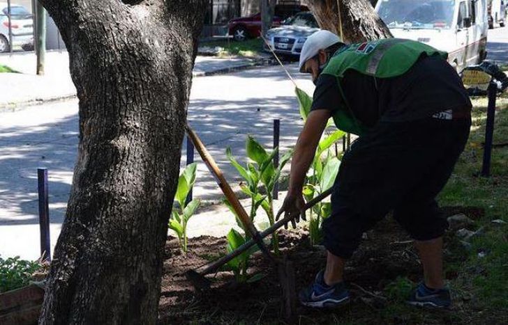 Entre 2020 y 2021, en Lomas se plantaron distintos ejemplares.