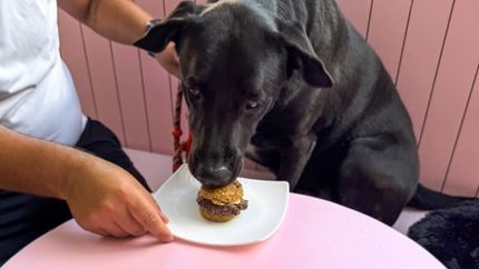 El primer espacio exclusivo para mascotas donde los humanos son los invitados. El primer espacio exclusivo para mascotas donde los humanos son los invitados.