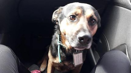 Necesitan encontrar a Chiqui. Necesitan encontrar a Chiqui.