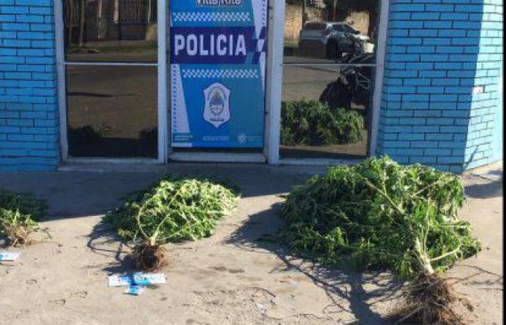 Las tres plantas incautadas.