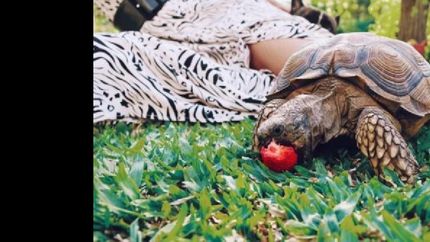 nicole y la tortuga berlina