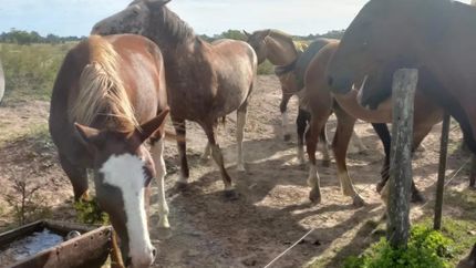 Los caballos necesitan la ayuda de toda la comunidad lomense.