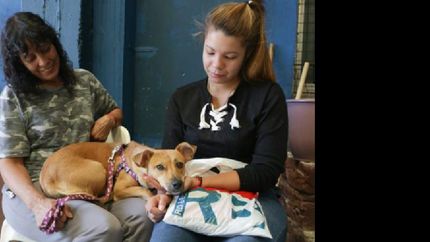 el centro de zoonosis de lanus atendio a 1.300 perros y gatos en 2018