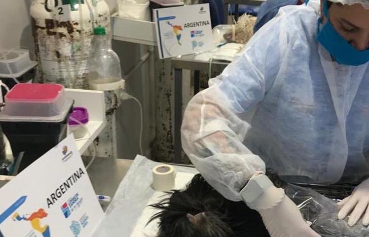 Los turnos para castraciones se asignan por la web oficial.