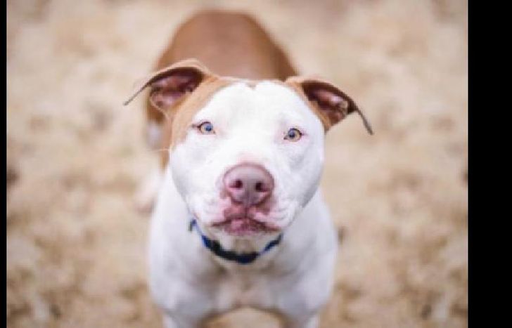 la mujer se agachó para intentar darle un beso en la cabeza.