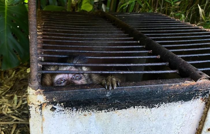 Lograron recuperar varias especies.