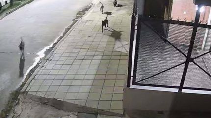 La jauría atacaba mascotas de los vecinos de Temperley, Turdera y Llavallol. La jauría atacaba mascotas de los vecinos de Temperley, Turdera y Llavallol.